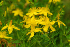 st johns wort is helpful in balancing neurotransmitters